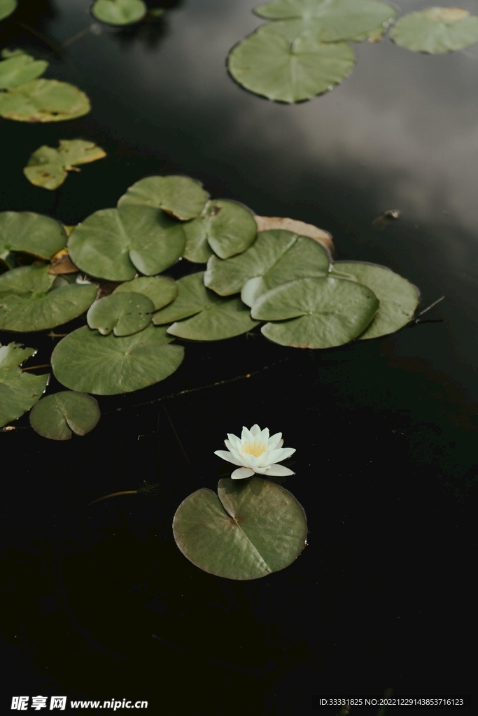 莲花