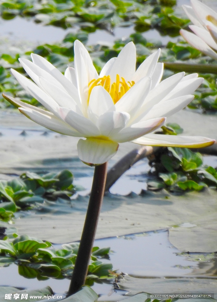 莲花