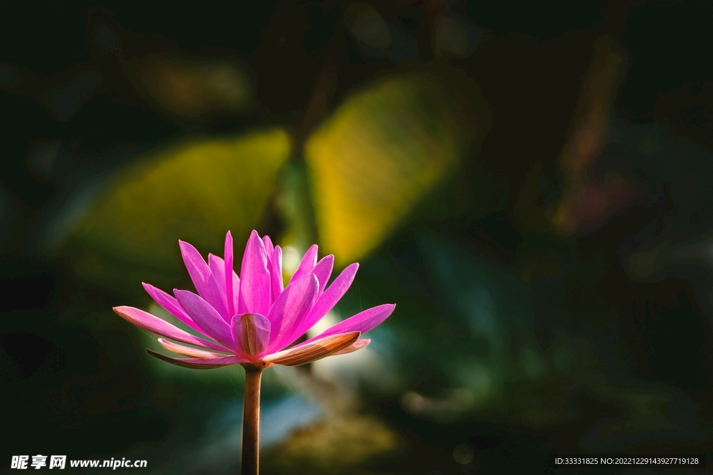 莲花