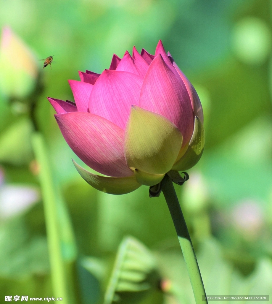 莲花