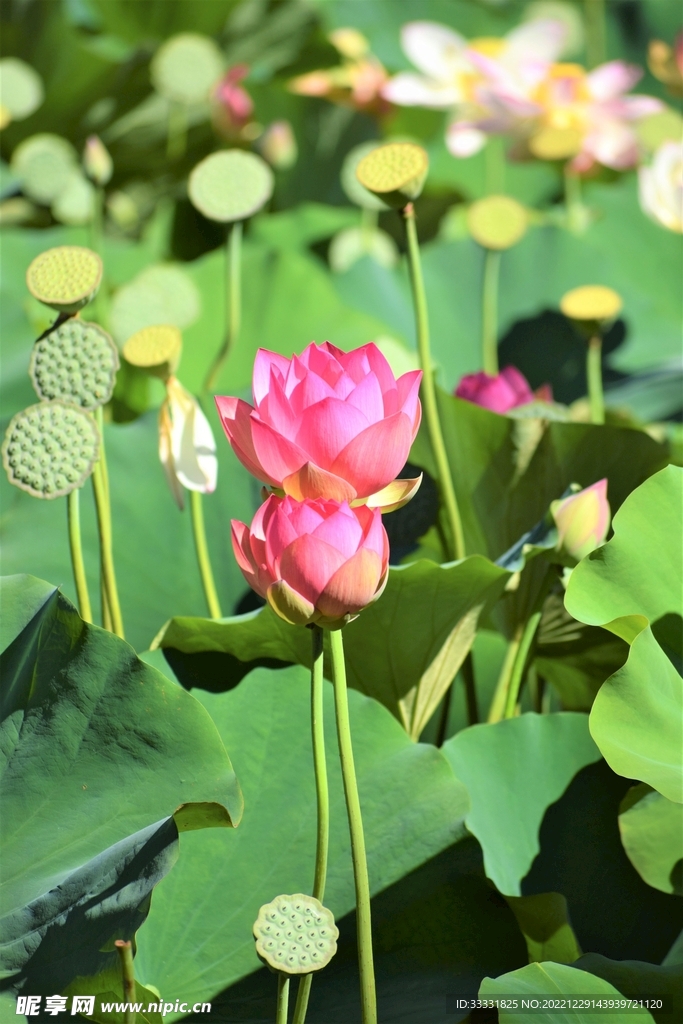 莲花