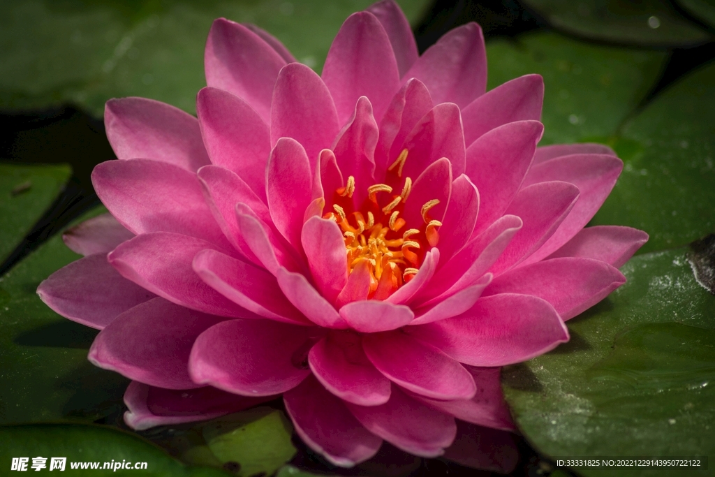 莲花
