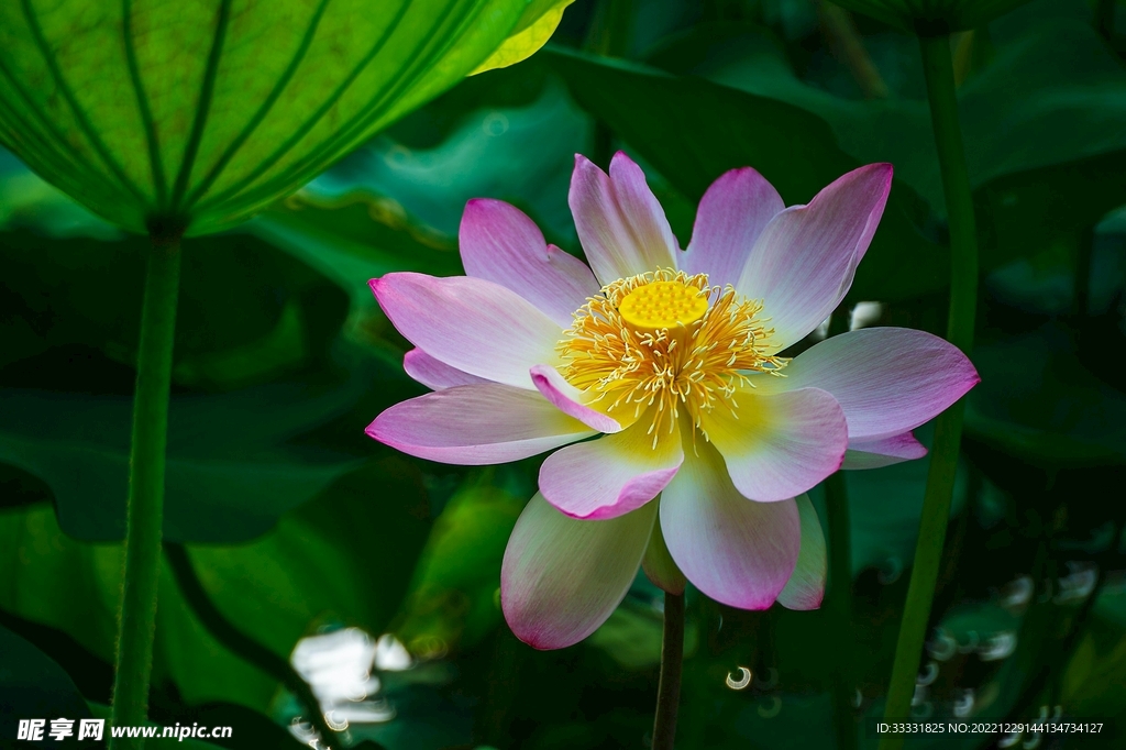 莲花