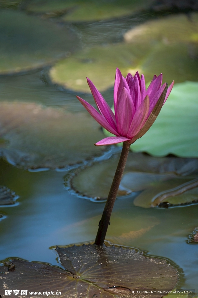 莲花