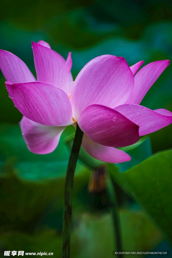 莲花