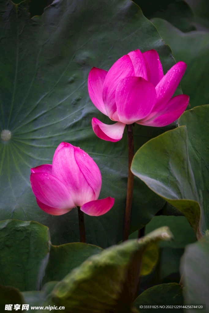 莲花