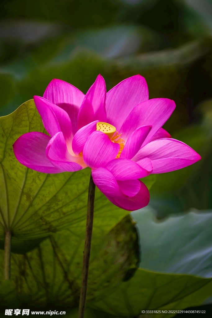 莲花