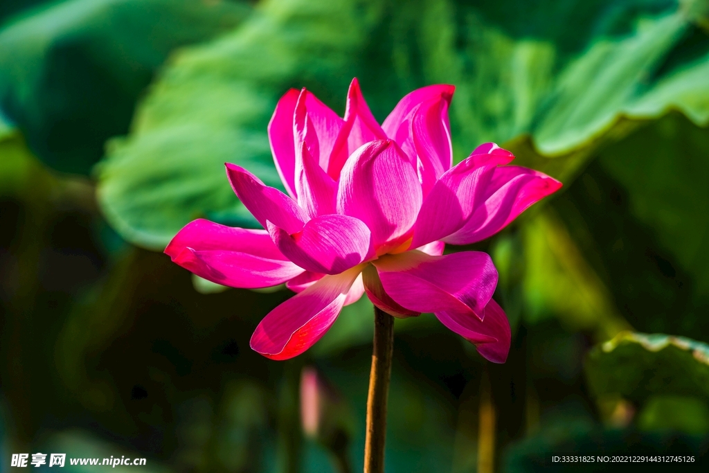 莲花