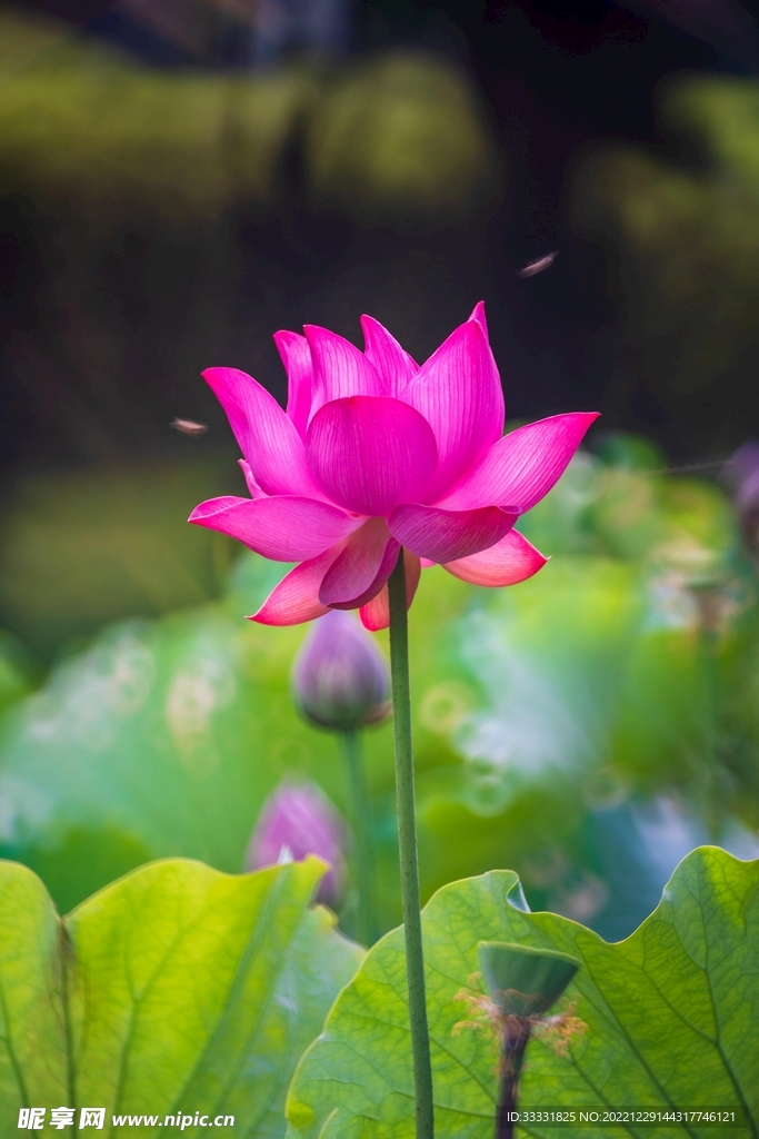 荷花