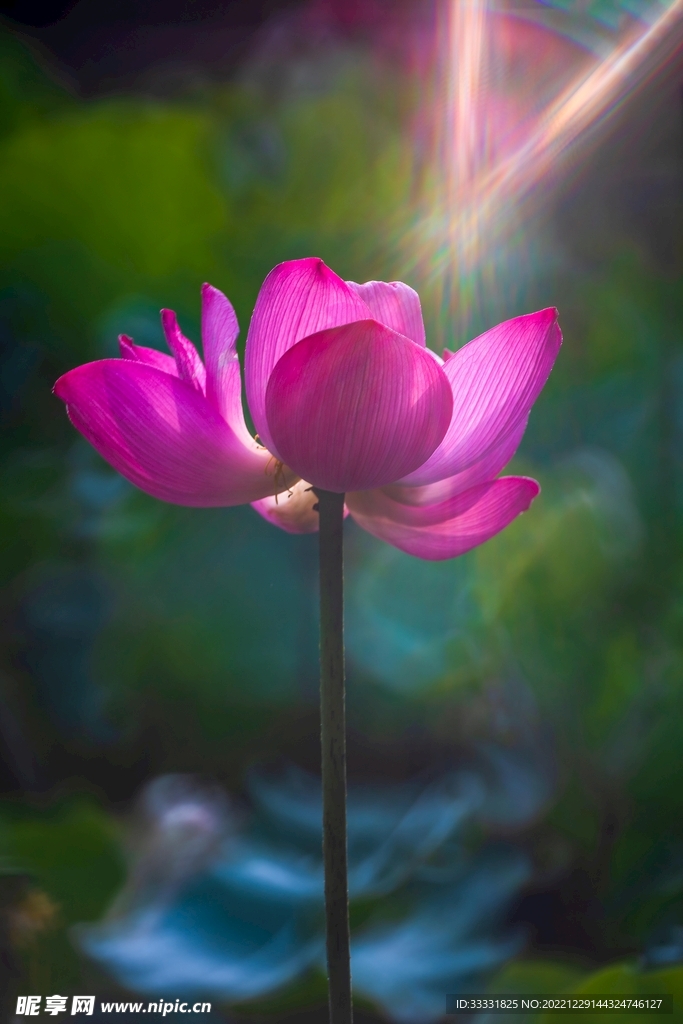 荷花