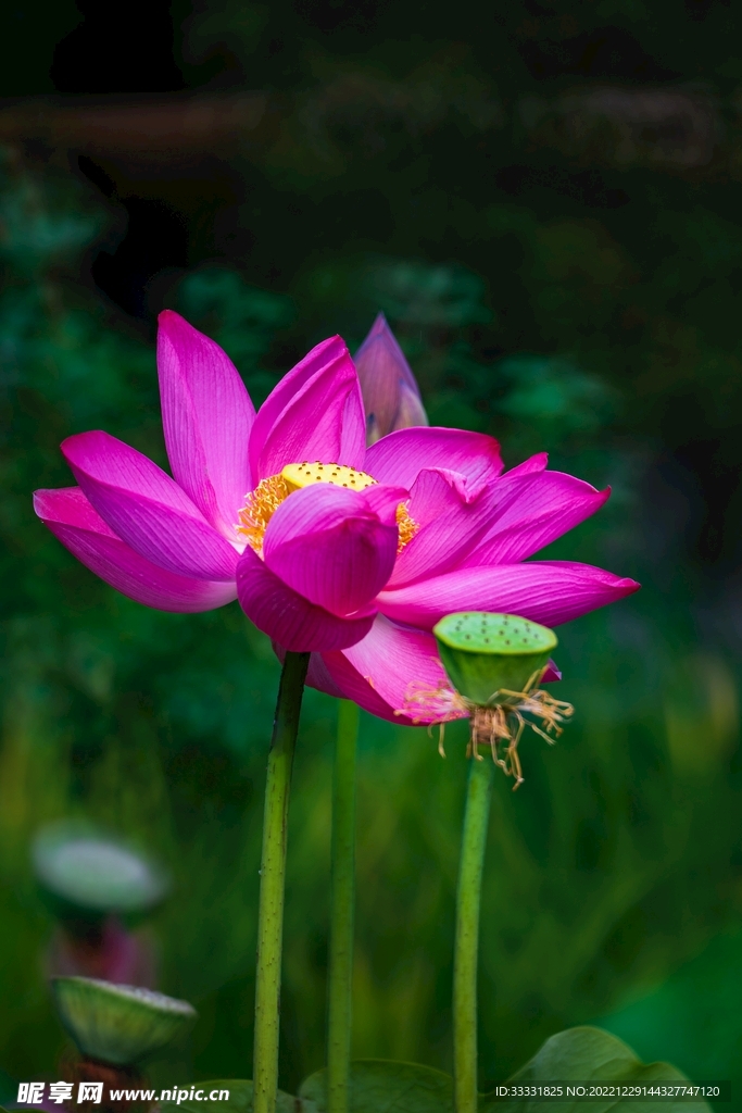 莲花