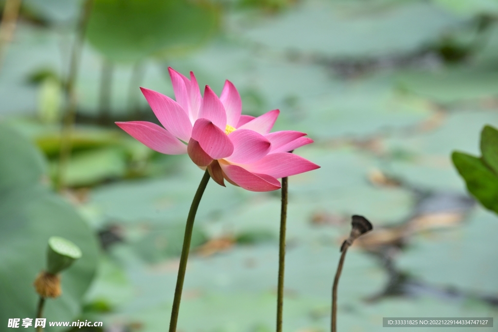荷花