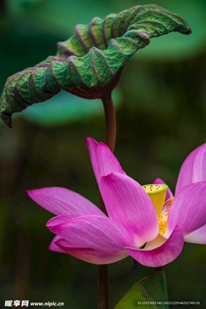 荷花