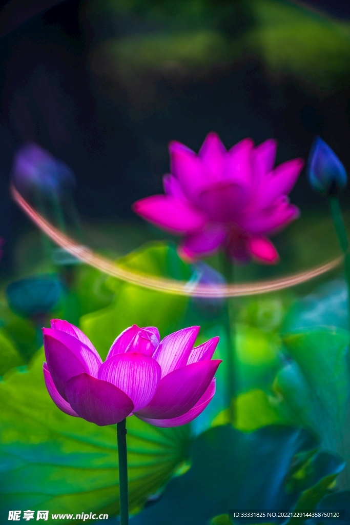 荷花