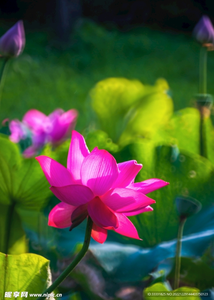 莲花