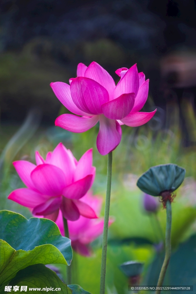 莲花