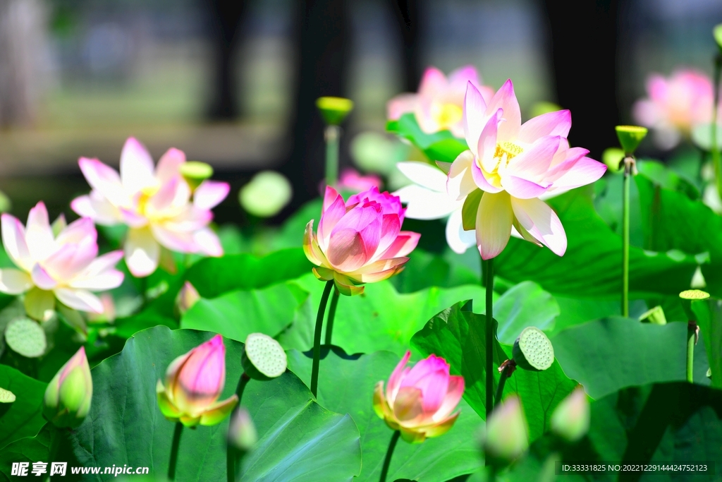莲花