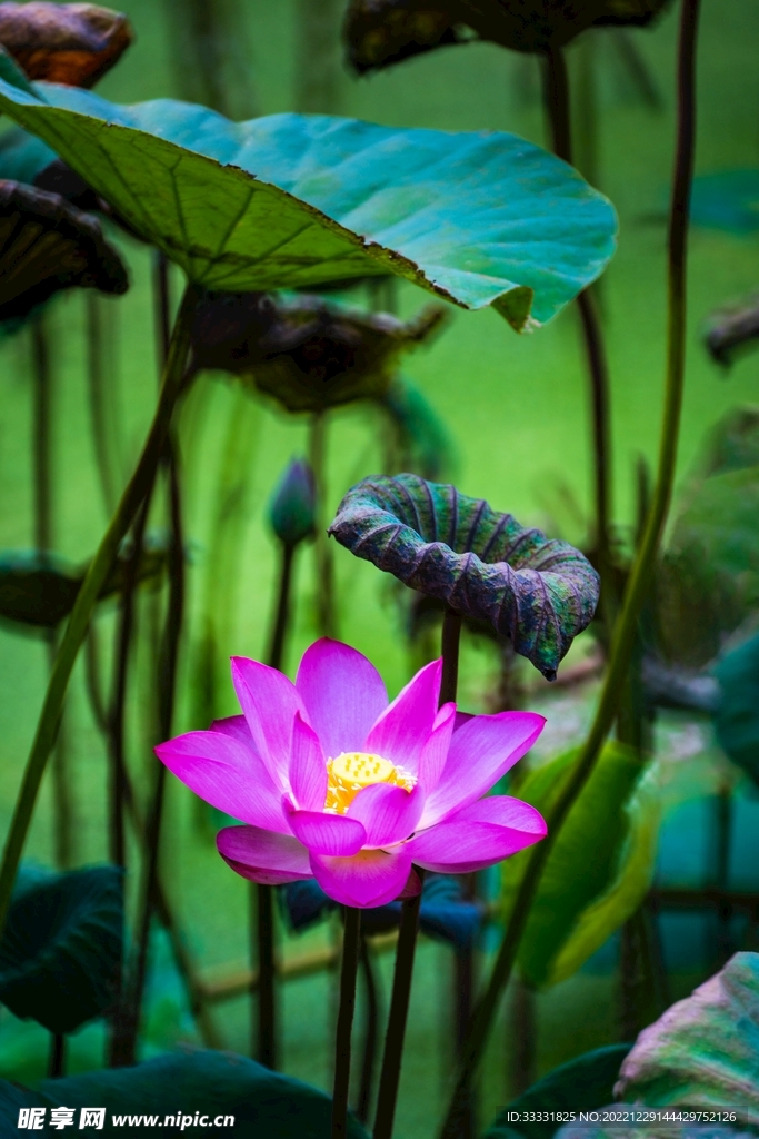 莲花