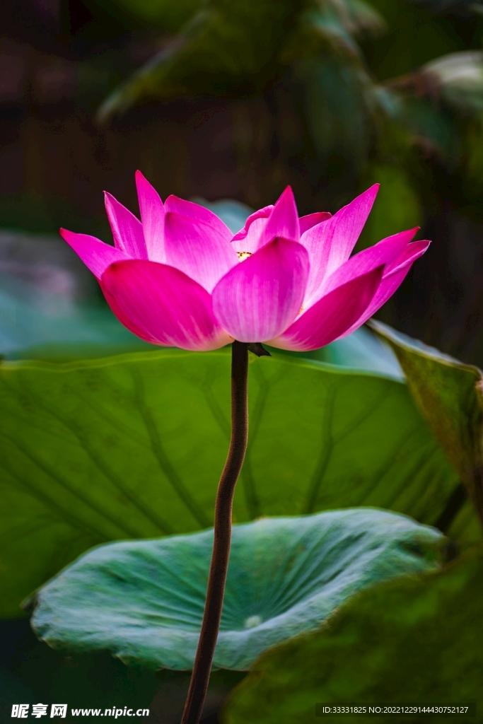 莲花