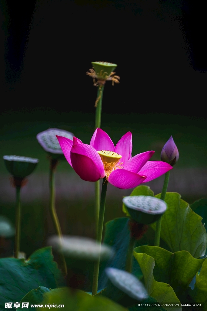 莲花