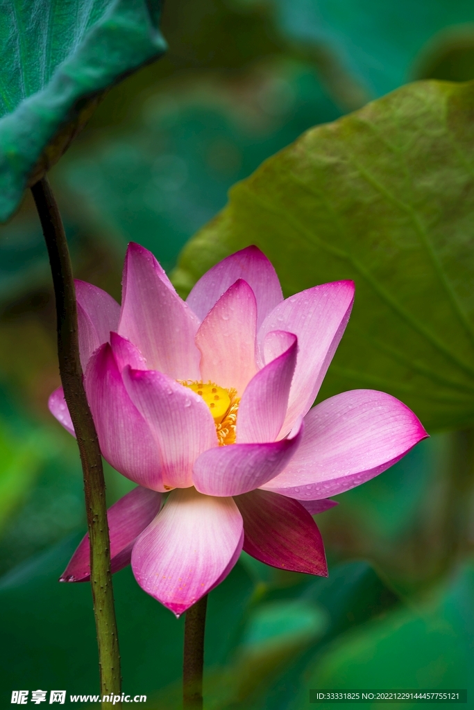 莲花