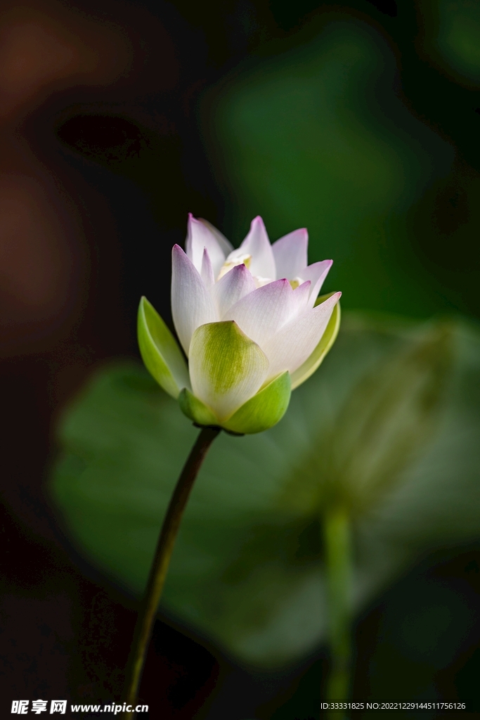 莲花