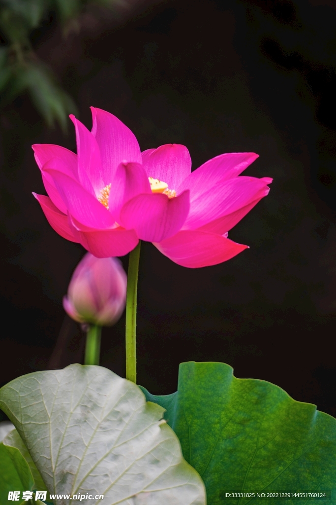 莲花