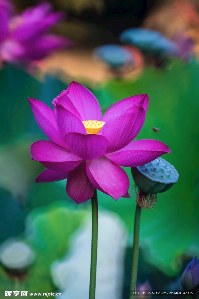 荷花