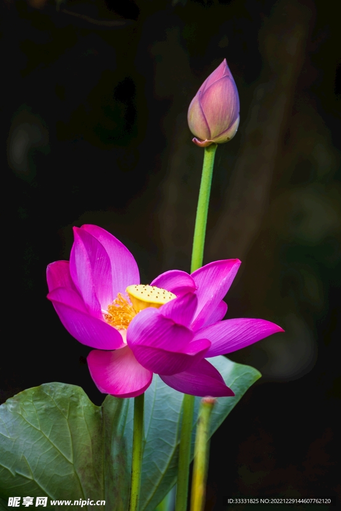莲花