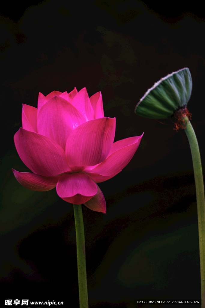 莲花