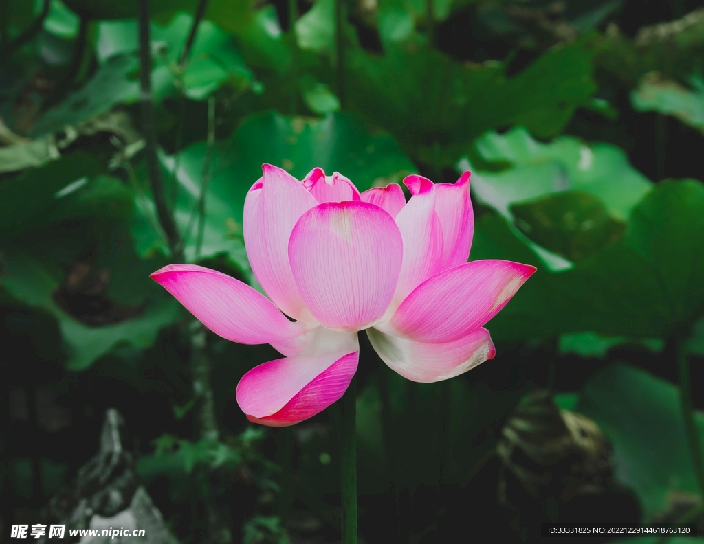 莲花