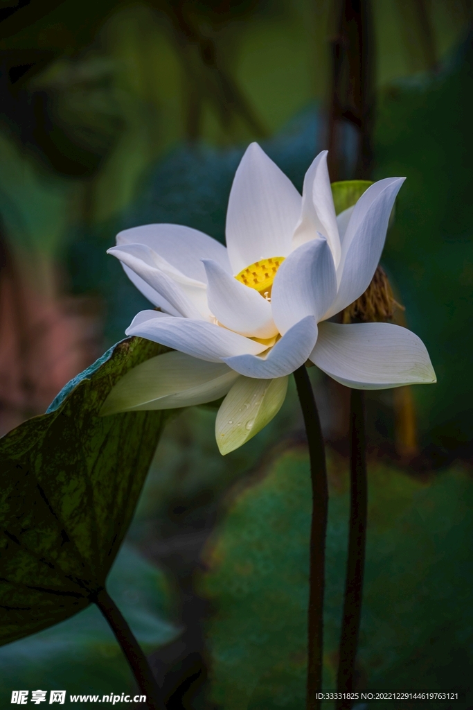 莲花