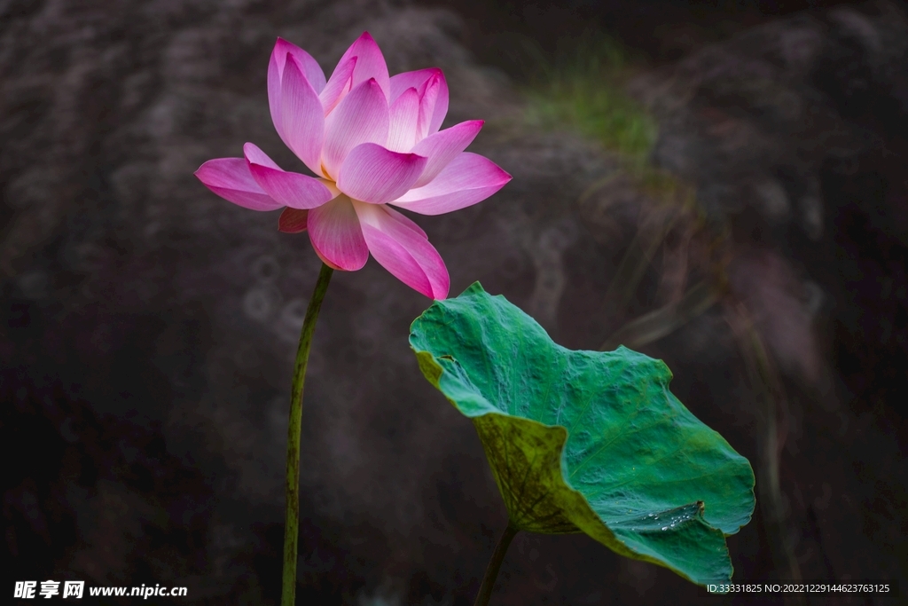 莲花