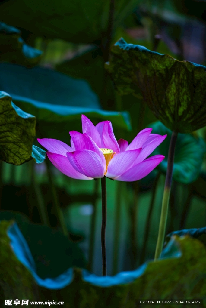 莲花