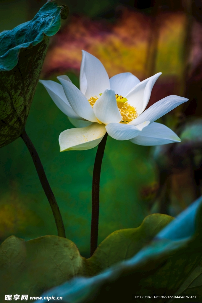莲花