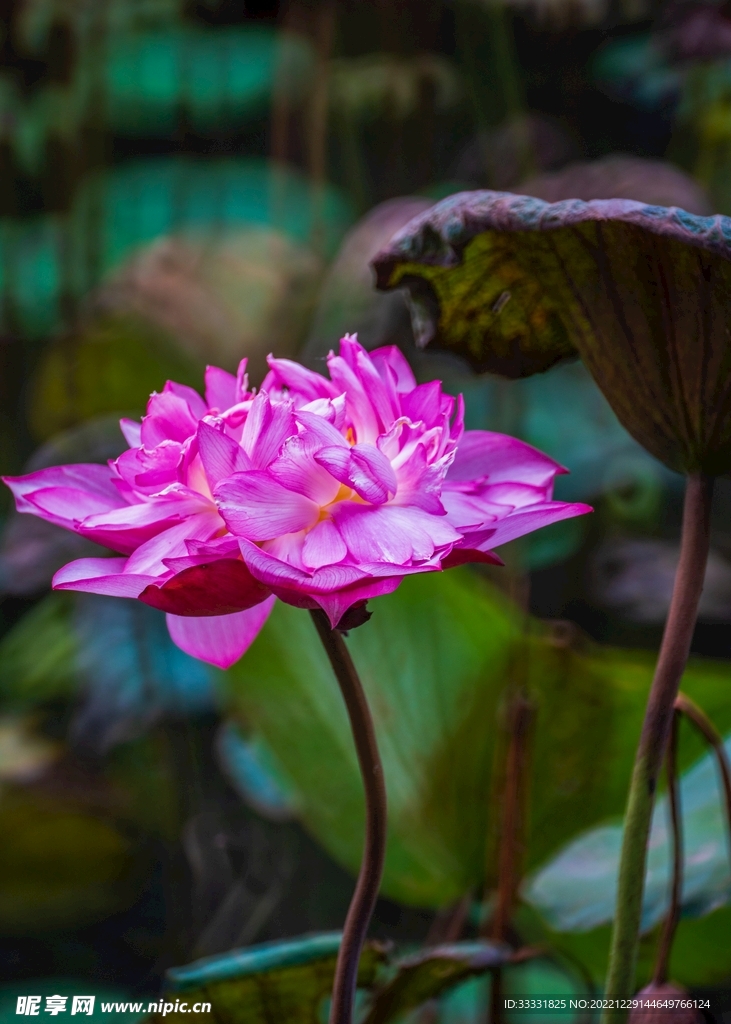 荷花