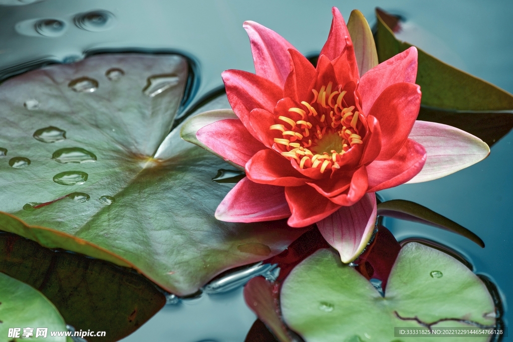 莲花