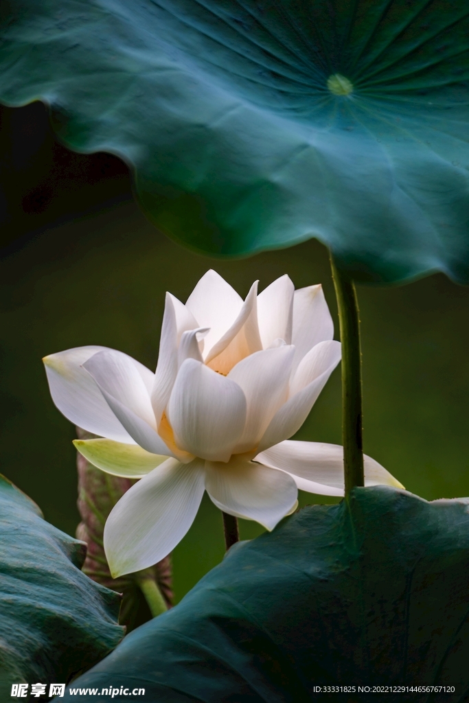 莲花