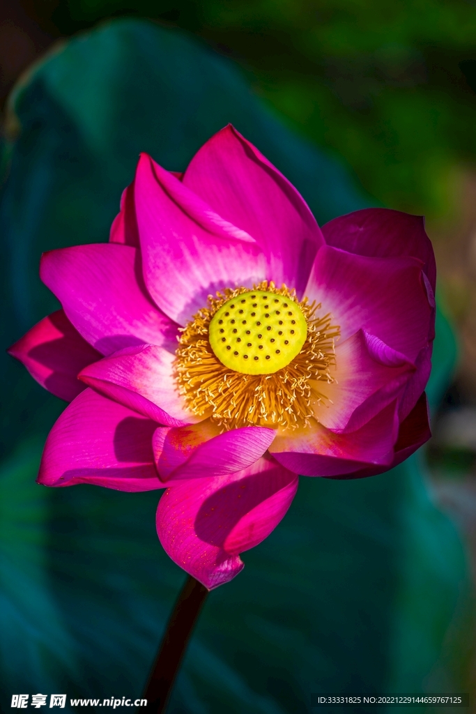 莲花