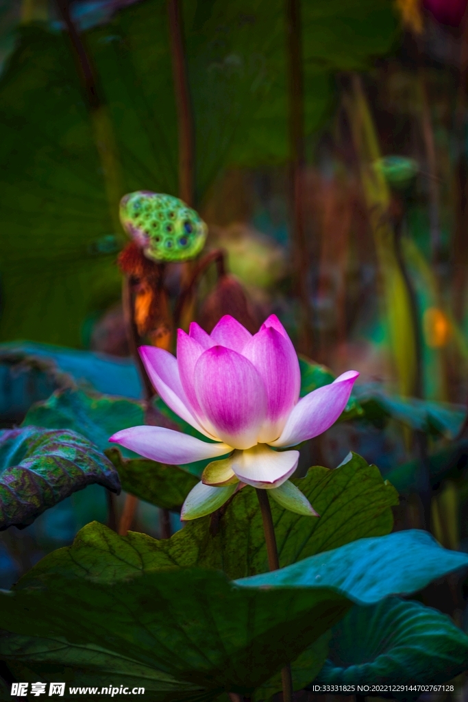 莲花