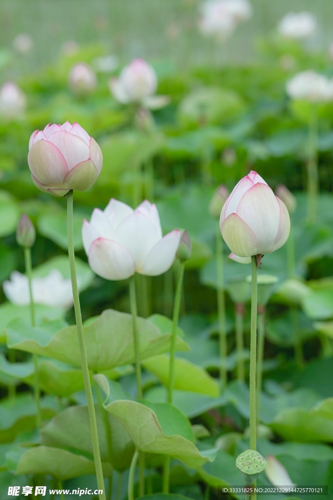 莲花