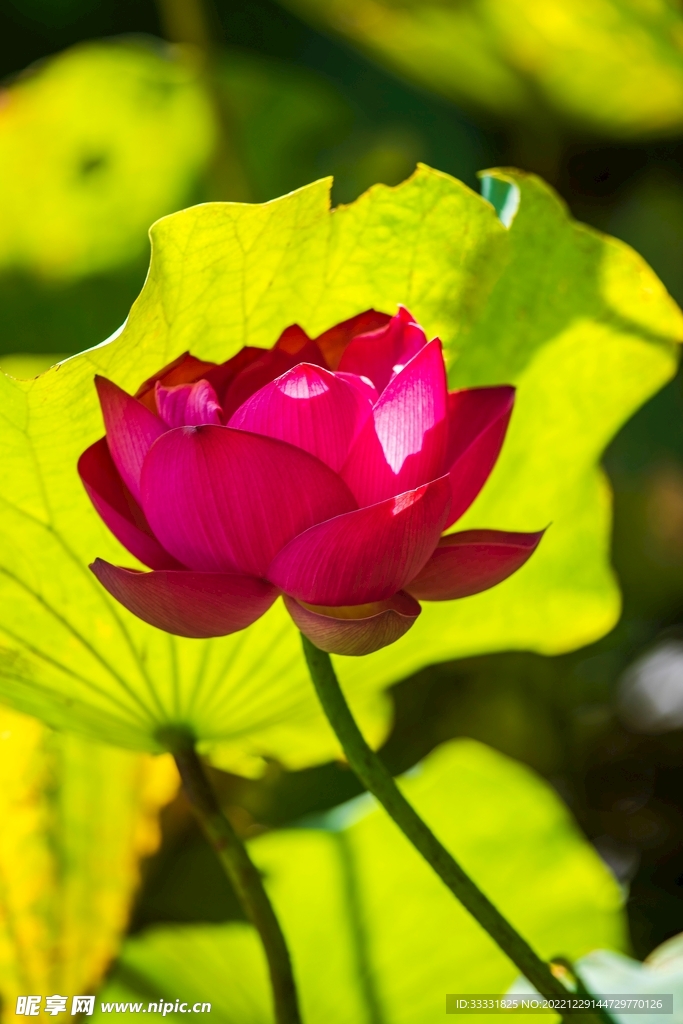 莲花