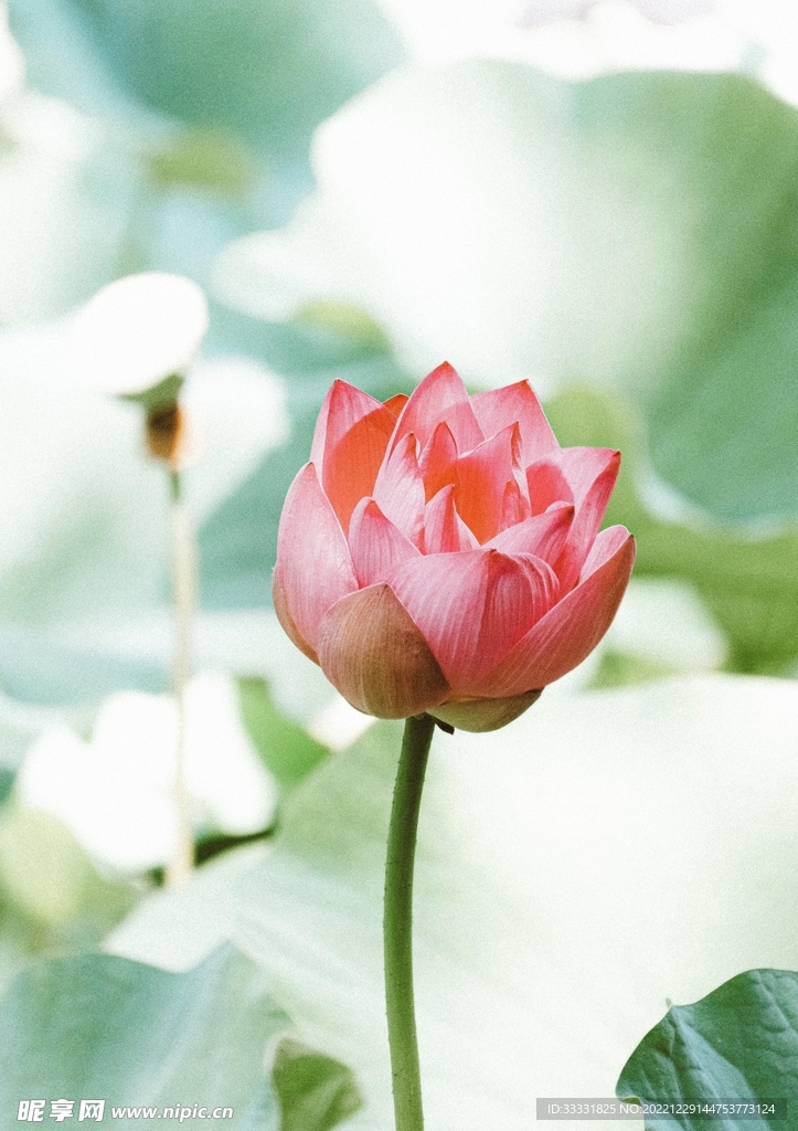 莲花