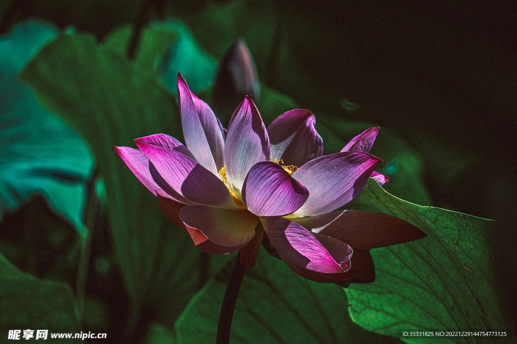 莲花