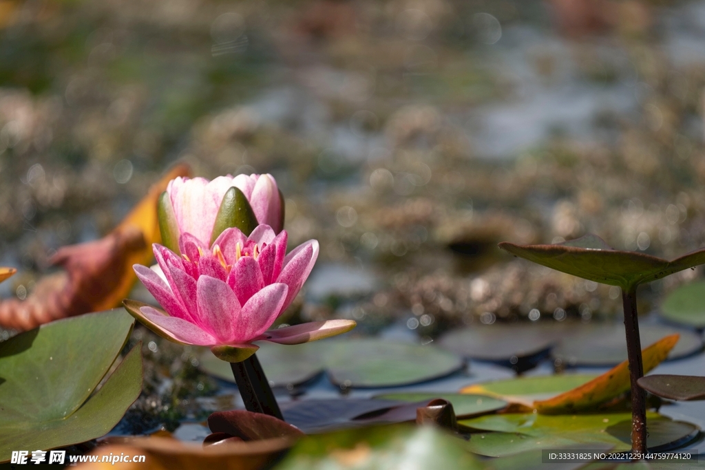 莲花