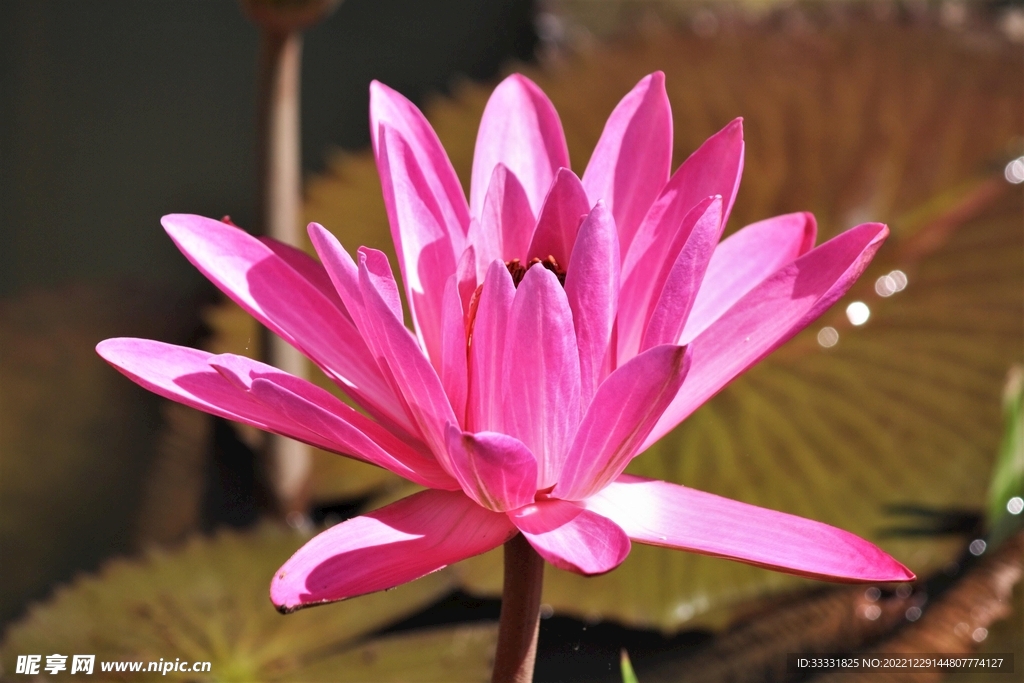 莲花