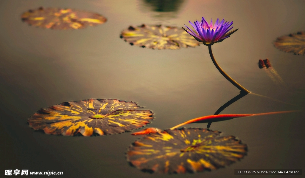 莲花