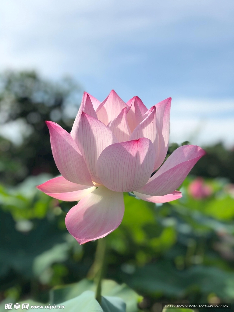 莲花