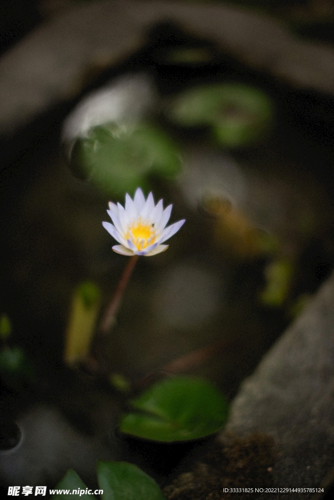 莲花
