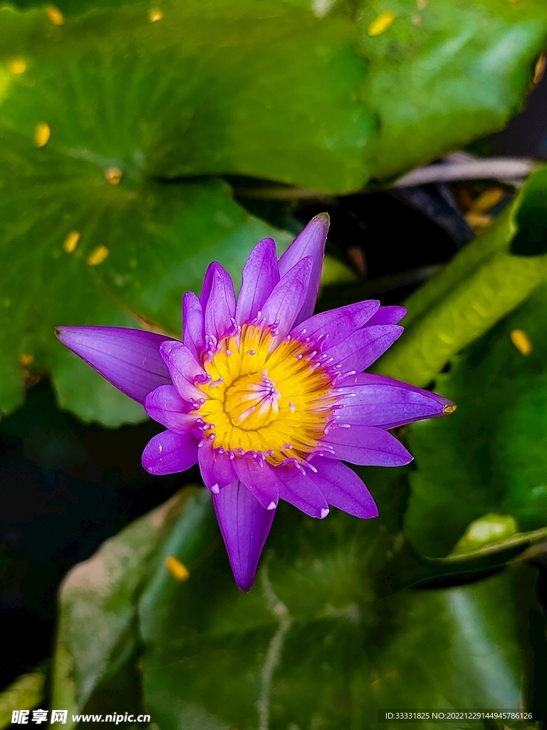 莲花